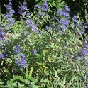 Caryopteris x clandonensis